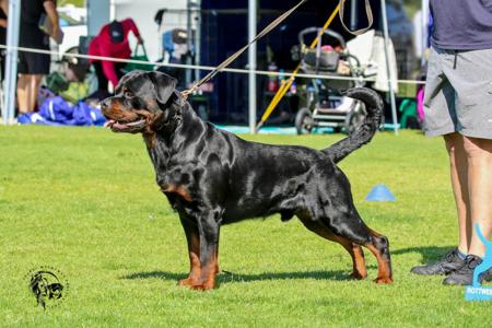 Rottweiler for sale by SAIKOROTT