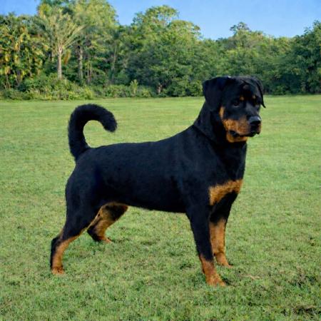 Rottweiler for sale by SAIKOROTT
