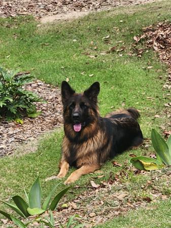 German Shepherd Dog for sale by MAXDAWN