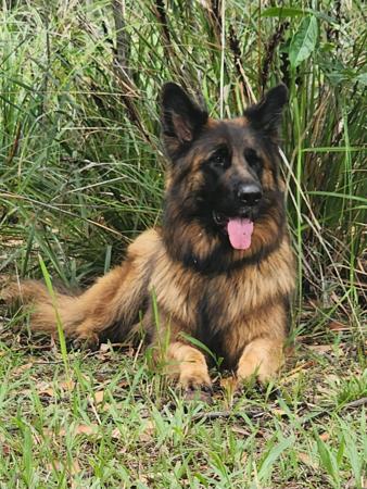 German Shepherd Dog for sale by MAXDAWN