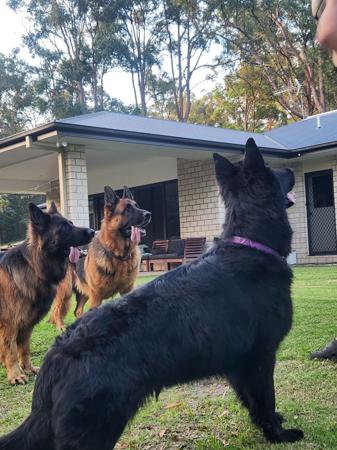 German Shepherd Dog for sale by MAXDAWN