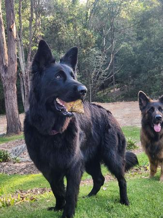 German Shepherd Dog for sale by MAXDAWN