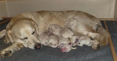 Golden Retriever puppy for sale by 2100060339