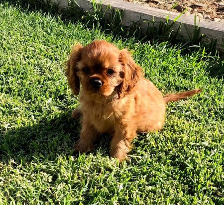 Cavalier King Charles Spaniel for sale by BEAUTELLE