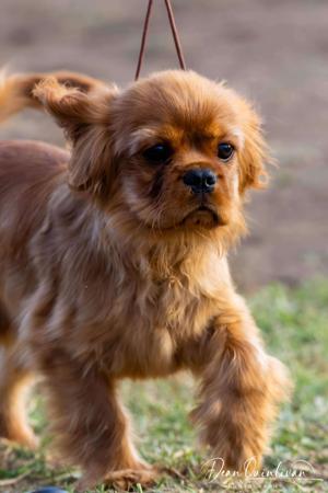 Cavalier King Charles Spaniel for sale by ARATACI