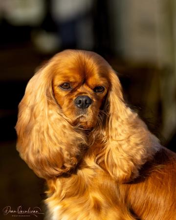 Cavalier King Charles Spaniel for sale by ARATACI