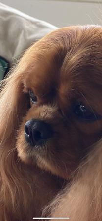Cavalier King Charles Spaniel for sale by ARATACI
