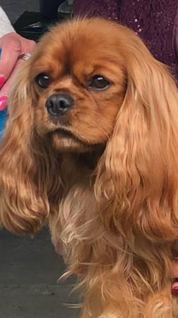 Cavalier King Charles Spaniel for sale by ARATACI