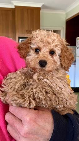 Poodle (Toy) for sale by JENROVI