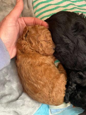 Poodle (Toy) for sale by JENROVI