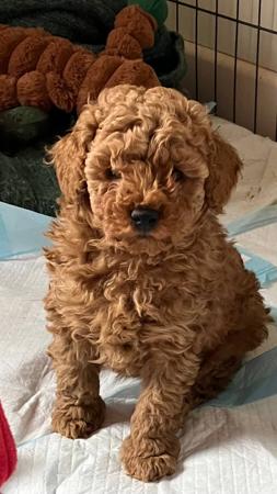 Poodle (Toy) for sale by JENROVI