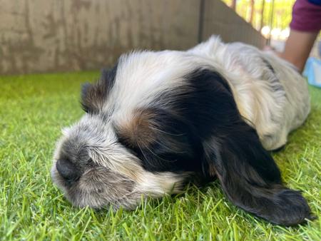 Cocker Spaniel for sale by JAIZWAY