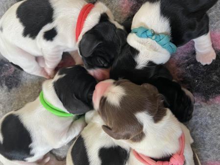 Cocker Spaniel for sale by JAIZWAY