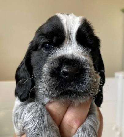 Cocker Spaniel for sale by JAIZWAY