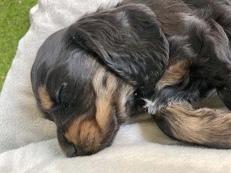 Cocker Spaniel for sale by JAIZWAY