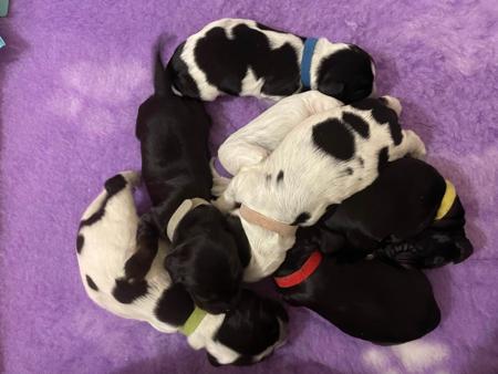 Cocker Spaniel for sale by JAIZWAY