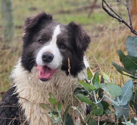 Border Collie for sale by HOBBSVIEW