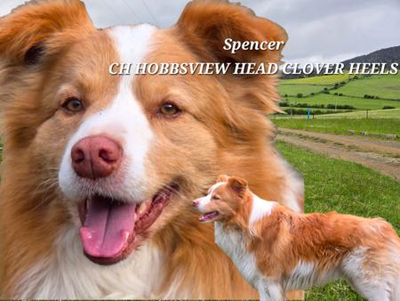 Border Collie for sale by HOBBSVIEW