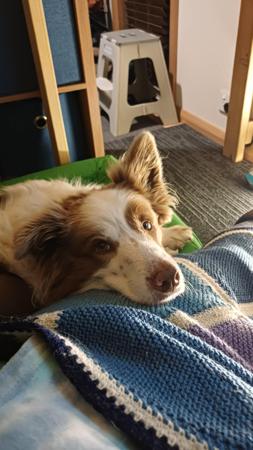 Border Collie for sale by HOBBSVIEW