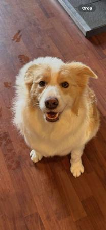 Border Collie for sale by HOBBSVIEW