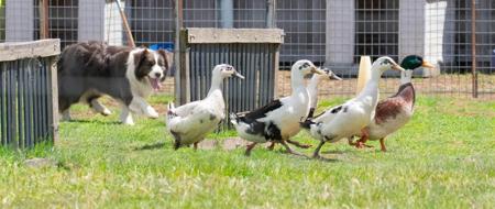 Ch Hobbsview Eye Was Made For Ewe HIAd HNAd HSAsd HSBd RN  TK.S Border Collie