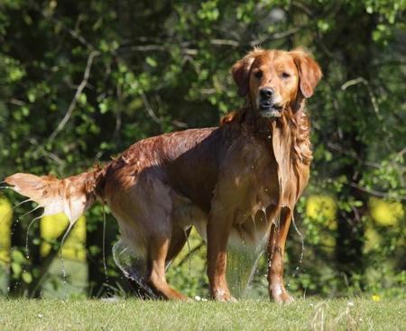 Golden Retriever for sale by ACTIVGOLDENS