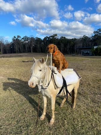 Golden Retriever for sale by ACTIVGOLDENS