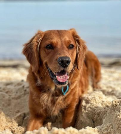 Golden Retriever for sale by ACTIVGOLDENS