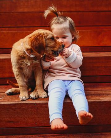 Golden Retriever for sale by ACTIVGOLDENS