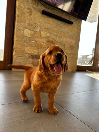 Golden Retriever for sale by ACTIVGOLDENS