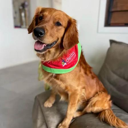 Golden Retriever for sale by ACTIVGOLDENS