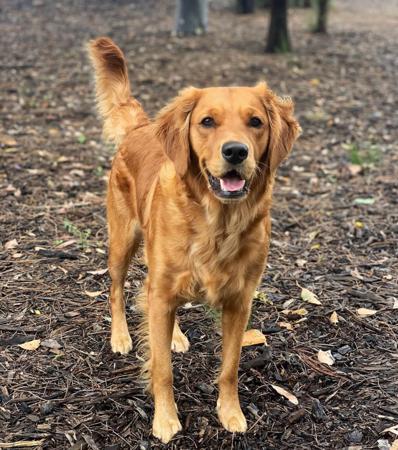 Golden Retriever for sale by ACTIVGOLDENS