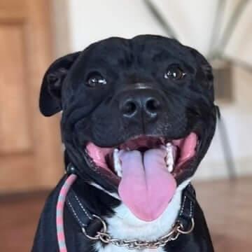 Staffordshire Bull Terrier for sale by BULKCANIC