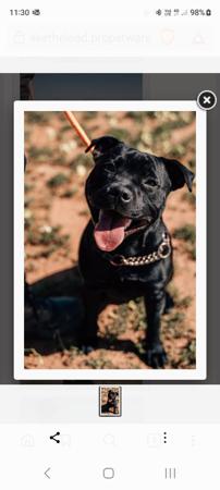 Staffordshire Bull Terrier for sale by BULKCANIC