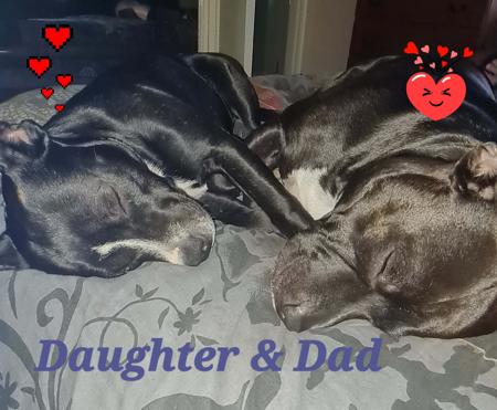 Staffordshire Bull Terrier for sale by BULKCANIC