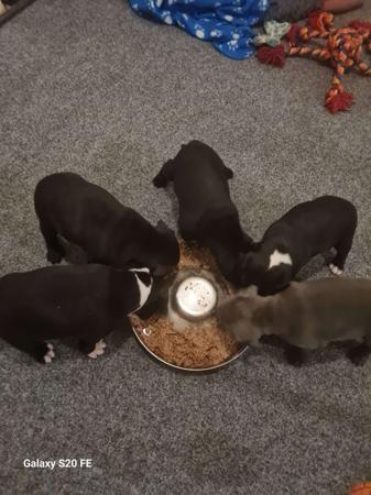 Staffordshire Bull Terrier for sale by BULKCANIC