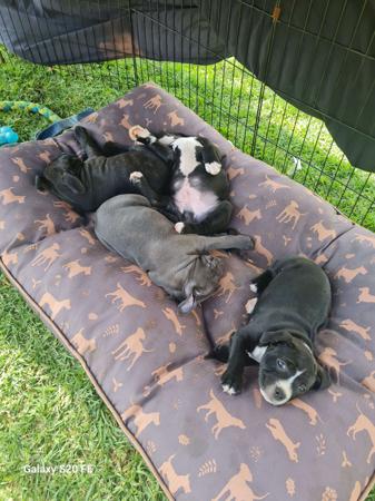 Staffordshire Bull Terrier for sale by BULKCANIC