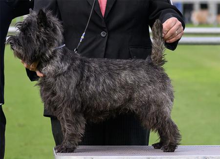 Wilmavohnne Black Mamba Cairn Terrier