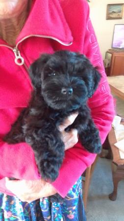 Havanese puppy for sale by BUTTERCUP
