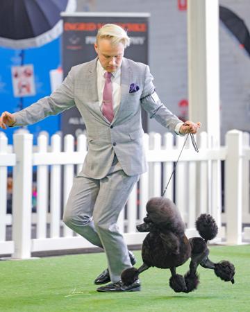 Poodle (Miniature) for sale by DARKELL