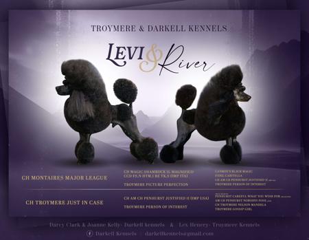 Poodle (Miniature) for sale by DARKELL