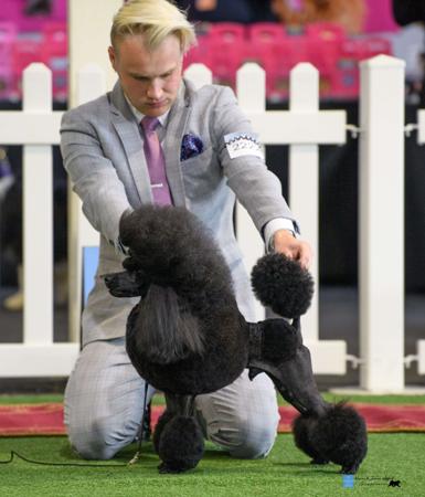 Poodle (Miniature) for sale by DARKELL