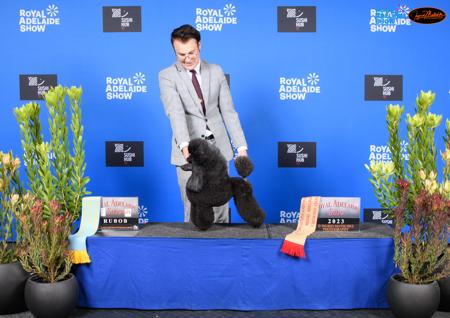 Poodle (Miniature) for sale by DARKELL