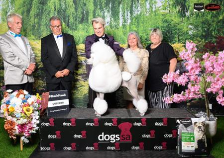 Poodle (Standard) for sale by REMKYN