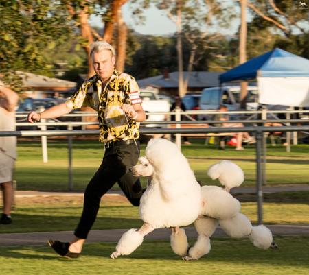 Poodle (Standard) for sale by REMKYN