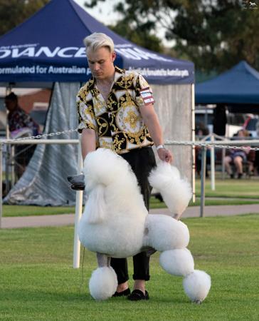 Poodle (Standard) for sale by REMKYN