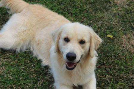 Golden Retriever for sale by SONZA