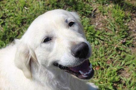 Golden Retriever for sale by SONZA