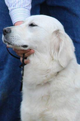 Golden Retriever for sale by SONZA