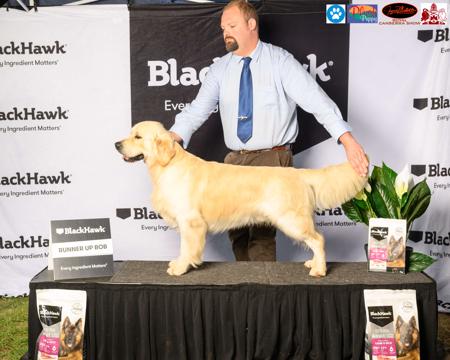 Golden Retriever for sale by SONZA